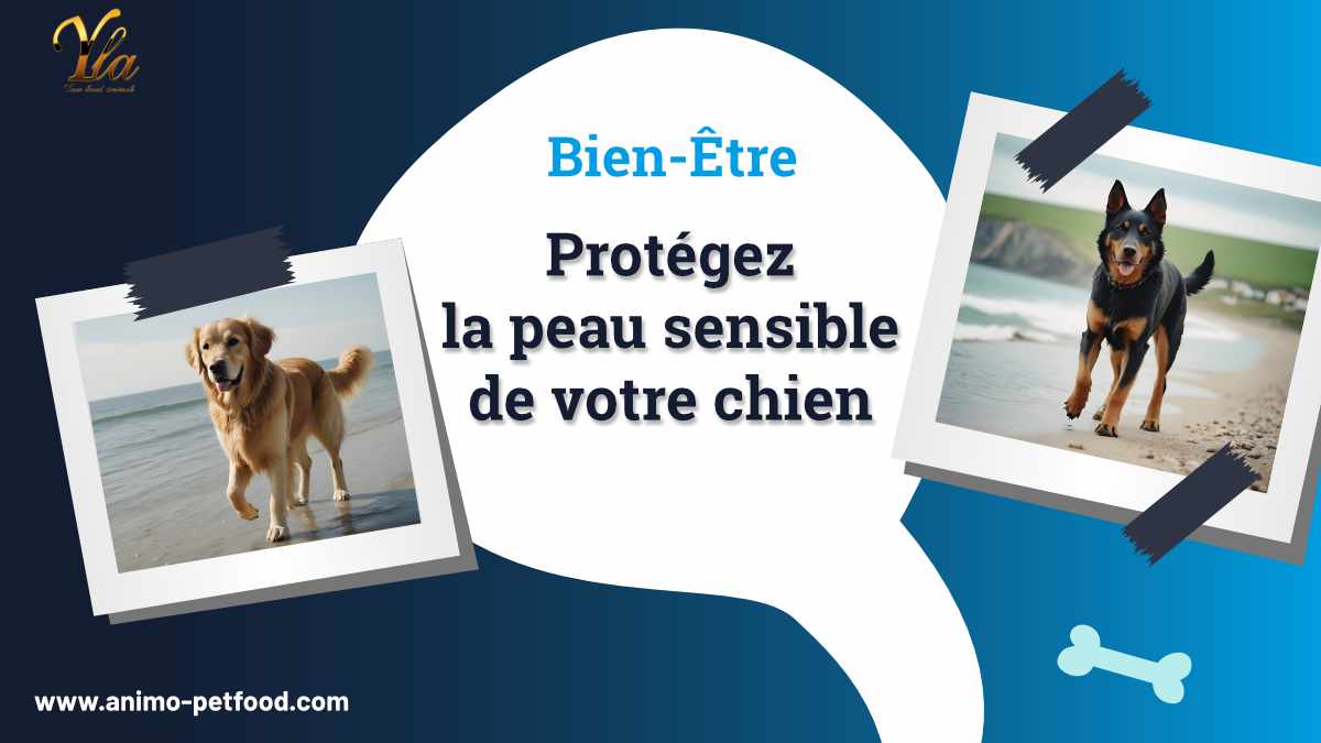 Protégez la peau sensible de votre chien - Conseils et solutions pour son bien-être